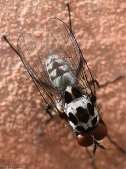Anthomyia pluvialis