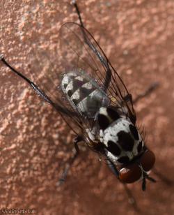 Anthomyia pluvialis