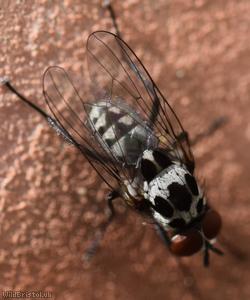 Anthomyia pluvialis