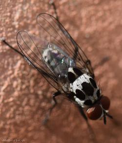 Anthomyia pluvialis