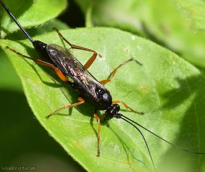 False Slip Wasp
