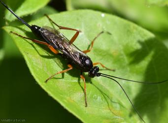 False Slip Wasp