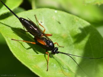 False Slip Wasp