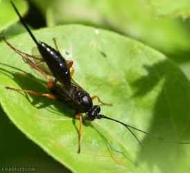 False Slip Wasp