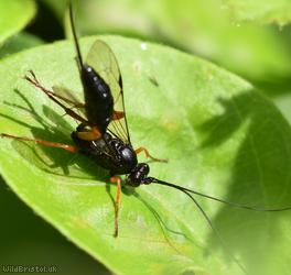 False Slip Wasp