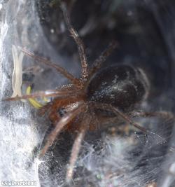 Labyrinth Spider