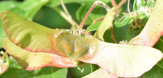 Field Maple