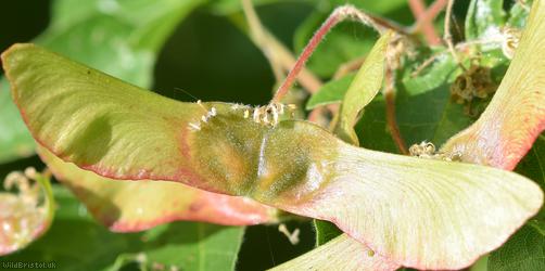 Field Maple