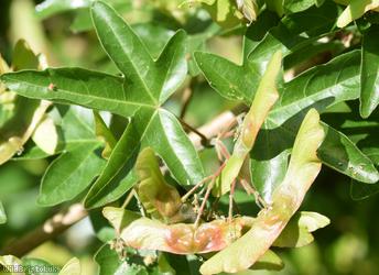 Field Maple
