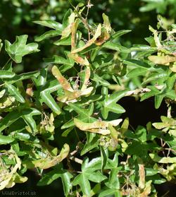 Field Maple