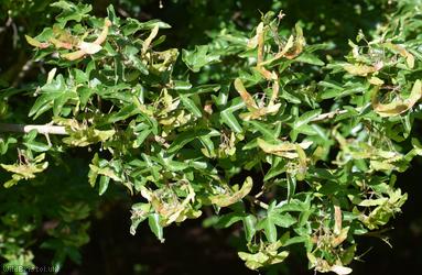 Field Maple
