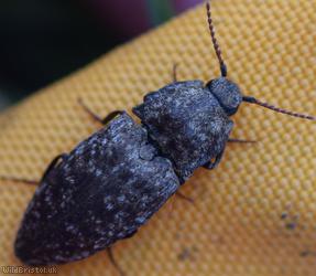 image for Mottled Dingy-brown Click Beetle