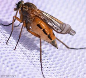 Marsh Snipefly