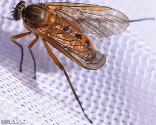 Marsh Snipefly