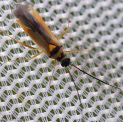 Cyllecoris histrionius