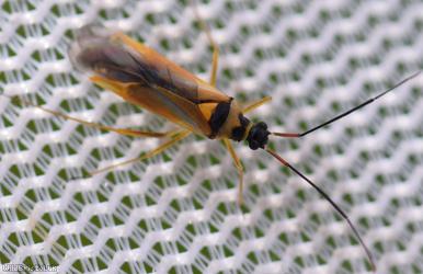 Cyllecoris histrionius
