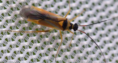 Cyllecoris histrionius
