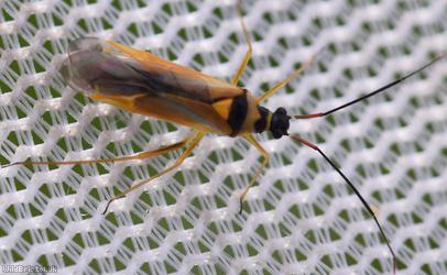 Cyllecoris histrionius