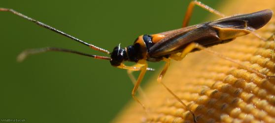 Cyllecoris histrionius