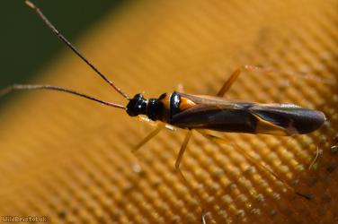 Cyllecoris histrionius
