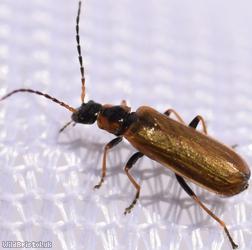 image for Rhagonycha nigriventris