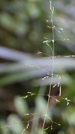 Wood Millet