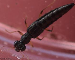 Stenus aceris