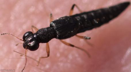 Stenus aceris