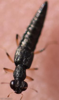 Stenus aceris