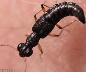 Stenus aceris