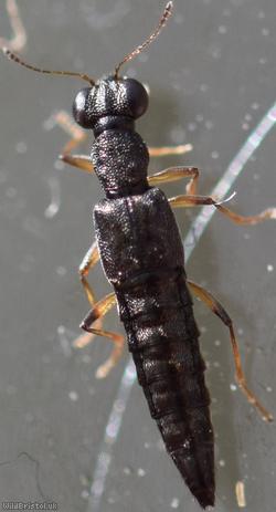 Stenus aceris