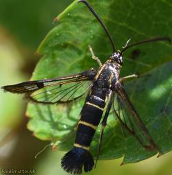 image for Currant Clearwing