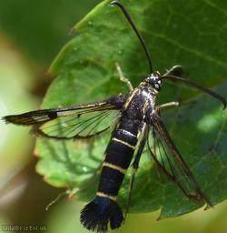 Currant Clearwing