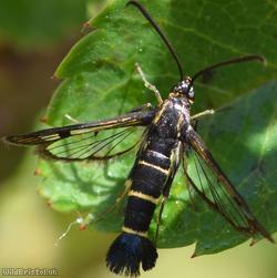 Currant Clearwing