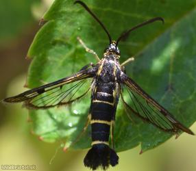 Currant Clearwing