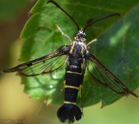 Currant Clearwing