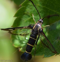 Currant Clearwing