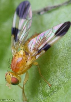 Hemp Agrimony Leafminer