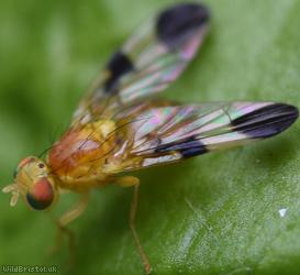 Hemp Agrimony Leafminer