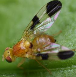 Hemp Agrimony Leafminer