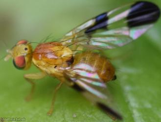 Hemp Agrimony Leafminer