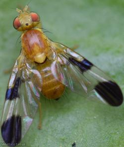 Hemp Agrimony Leafminer