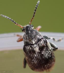 Broadbean Weevil