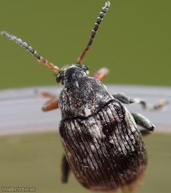 Broadbean Weevil