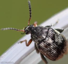 image for Broadbean Weevil