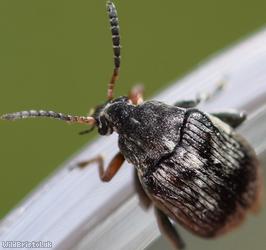 Broadbean Weevil