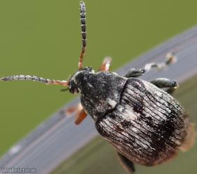 Broadbean Weevil