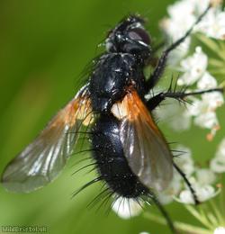 Jet-black Parasite Fly