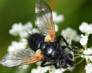 Jet-black Parasite Fly