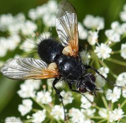 Jet-black Parasite Fly